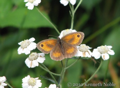 gatekeeper (Pyronia tithonus) Kenneth Noble